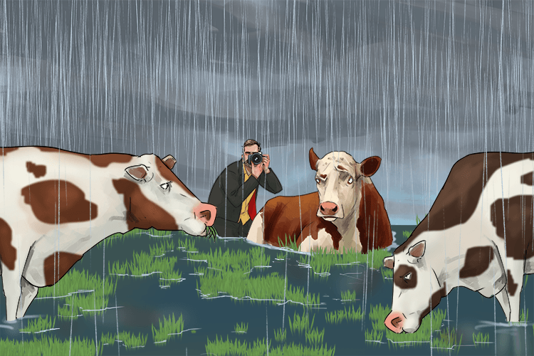 The photographer only photos this (photosynthesis) and other cows eating wet grass outside